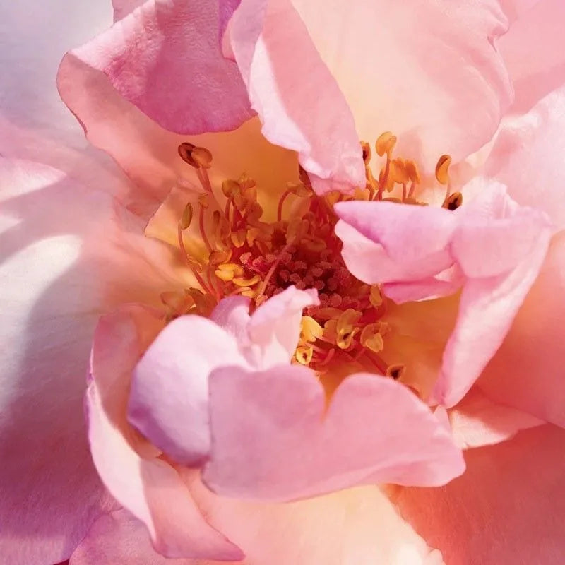 Dior Miss Dior Perfume for Women 20/100ml